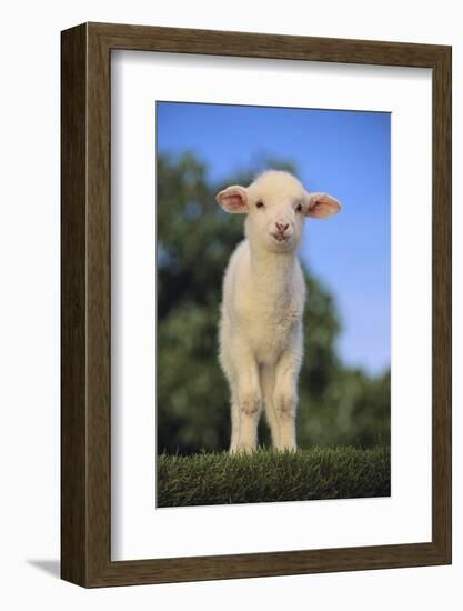 Whitefaced Lamb in the Pasture-DLILLC-Framed Photographic Print