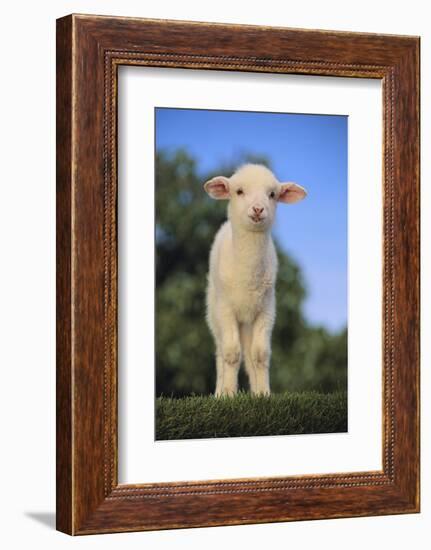 Whitefaced Lamb in the Pasture-DLILLC-Framed Photographic Print