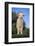 Whitefaced Lamb in the Pasture-DLILLC-Framed Photographic Print