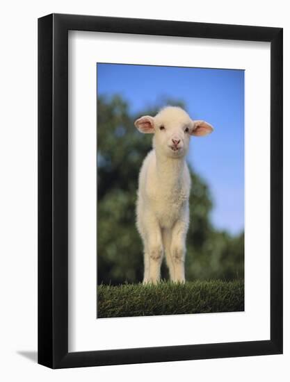 Whitefaced Lamb in the Pasture-DLILLC-Framed Photographic Print