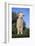 Whitefaced Lamb in the Pasture-DLILLC-Framed Photographic Print