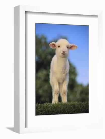 Whitefaced Lamb in the Pasture-DLILLC-Framed Photographic Print