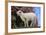 Whitefaced Lamb in the Pasture-DLILLC-Framed Photographic Print