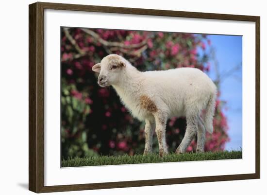 Whitefaced Lamb in the Pasture-DLILLC-Framed Photographic Print