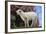 Whitefaced Lamb in the Pasture-DLILLC-Framed Photographic Print