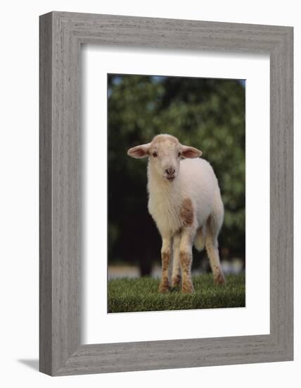 Whitefaced Lamb in the Pasture-DLILLC-Framed Photographic Print