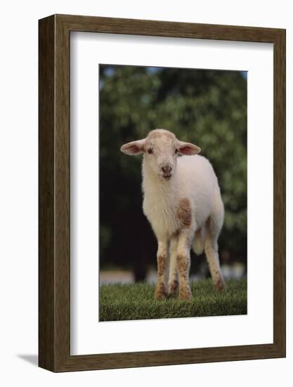 Whitefaced Lamb in the Pasture-DLILLC-Framed Photographic Print