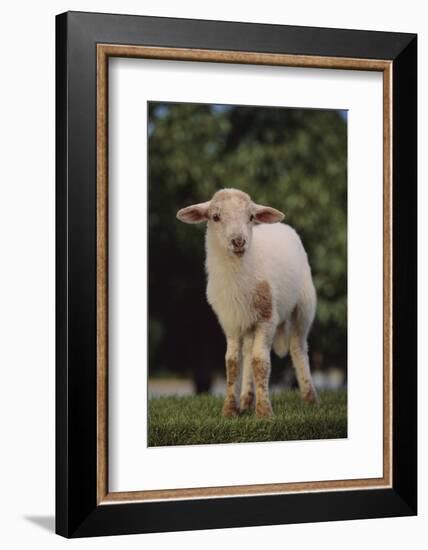 Whitefaced Lamb in the Pasture-DLILLC-Framed Photographic Print