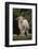 Whitefaced Lamb in the Pasture-DLILLC-Framed Photographic Print