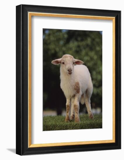 Whitefaced Lamb in the Pasture-DLILLC-Framed Photographic Print