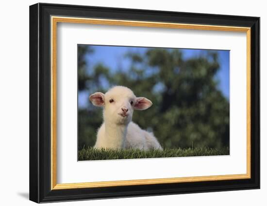 Whitefaced Lamb in the Pasture-DLILLC-Framed Photographic Print