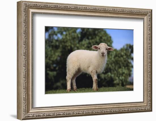 Whitefaced Lamb in the Pasture-DLILLC-Framed Photographic Print