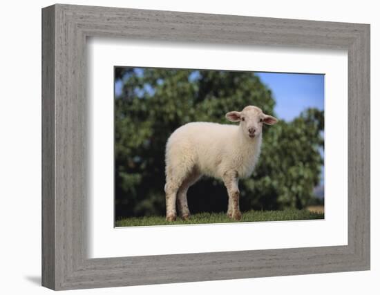 Whitefaced Lamb in the Pasture-DLILLC-Framed Photographic Print