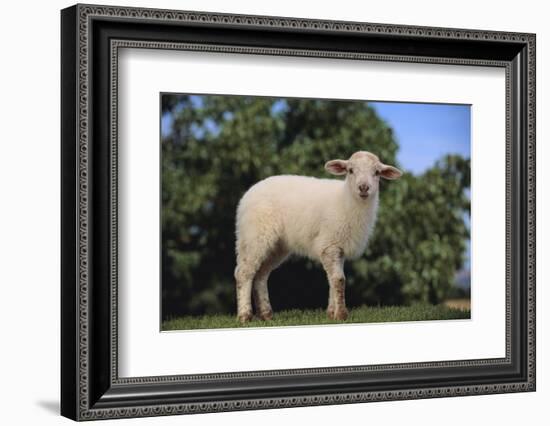 Whitefaced Lamb in the Pasture-DLILLC-Framed Photographic Print