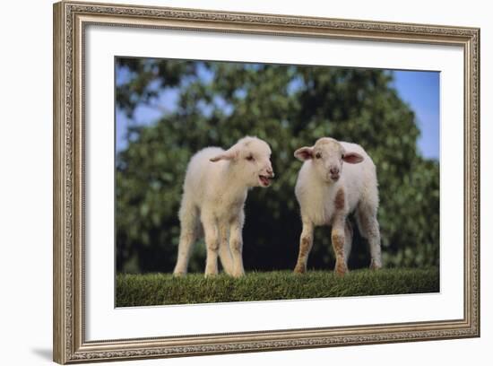 Whitefaced Lamb in the Pasture-DLILLC-Framed Photographic Print