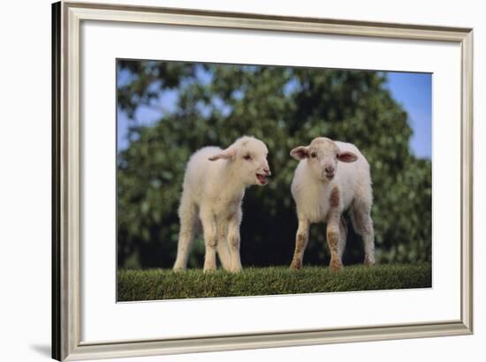 Whitefaced Lamb in the Pasture-DLILLC-Framed Photographic Print