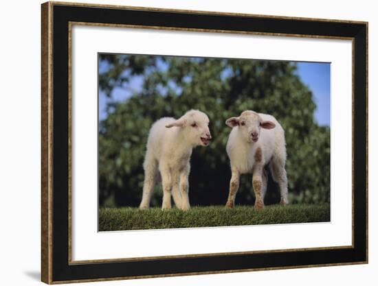 Whitefaced Lamb in the Pasture-DLILLC-Framed Photographic Print