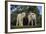 Whitefaced Lamb in the Pasture-DLILLC-Framed Photographic Print