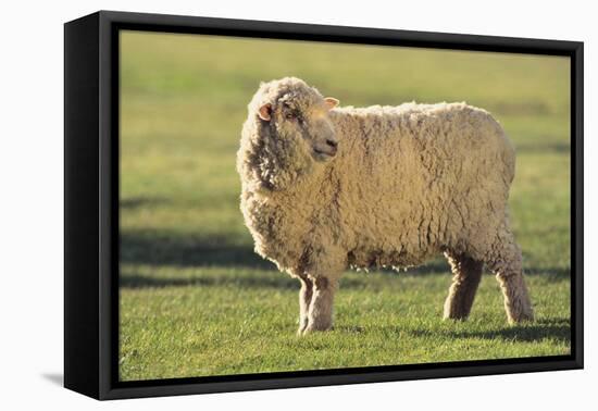 Whitefaced Sheep-DLILLC-Framed Premier Image Canvas
