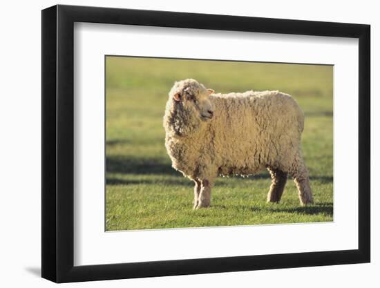 Whitefaced Sheep-DLILLC-Framed Photographic Print