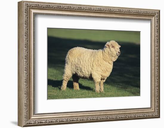Whitefaced Woodland Sheep-DLILLC-Framed Photographic Print