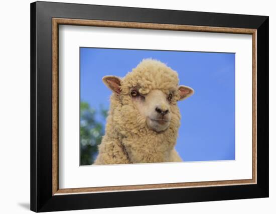 Whitefaced Woodland Sheep-DLILLC-Framed Photographic Print