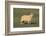 Whitefaced Woodland Sheep-DLILLC-Framed Photographic Print