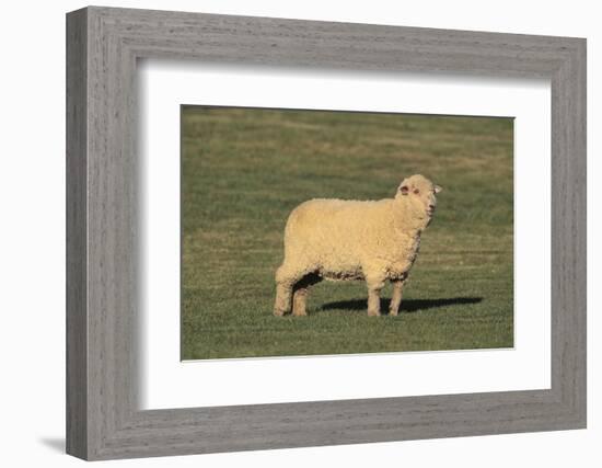 Whitefaced Woodland Sheep-DLILLC-Framed Photographic Print