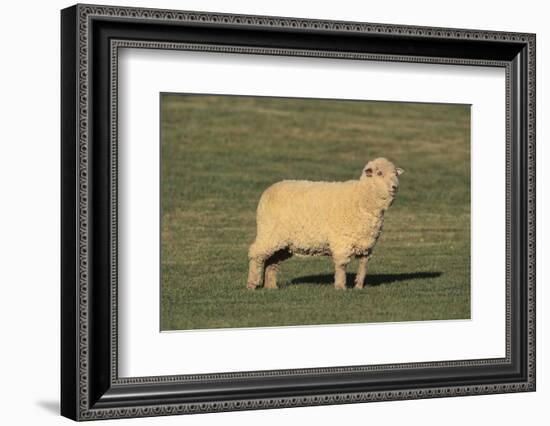 Whitefaced Woodland Sheep-DLILLC-Framed Photographic Print