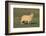 Whitefaced Woodland Sheep-DLILLC-Framed Photographic Print