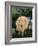 Whitefaced Woodland Sheep-DLILLC-Framed Photographic Print