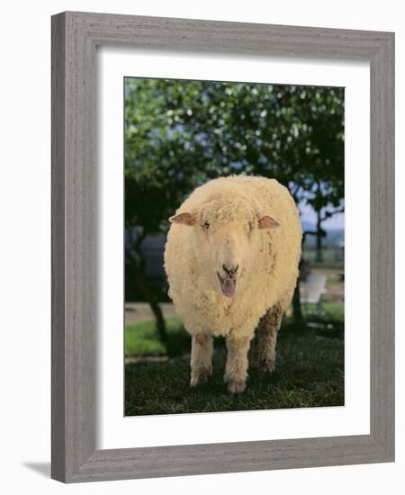 Whitefaced Woodland Sheep-DLILLC-Framed Photographic Print