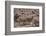 Whitefaced Woodland Sheep-DLILLC-Framed Photographic Print