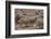 Whitefaced Woodland Sheep-DLILLC-Framed Photographic Print