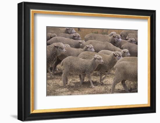 Whitefaced Woodland Sheep-DLILLC-Framed Photographic Print