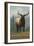 Whitefish, Montana - Elk Scene-Lantern Press-Framed Art Print