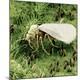 Premium Photographic Print