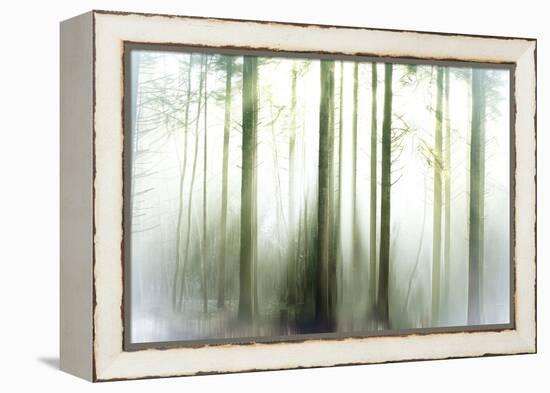 Whiteforest-Viviane Fedieu Daniel-Framed Premier Image Canvas