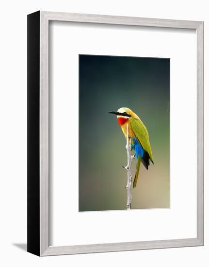 Whitefronted Bee-Eater (Merops Bullockoides) Kruger National Park (South Africa)-Johan Swanepoel-Framed Photographic Print