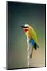 Whitefronted Bee-Eater (Merops Bullockoides) Kruger National Park (South Africa)-Johan Swanepoel-Mounted Photographic Print