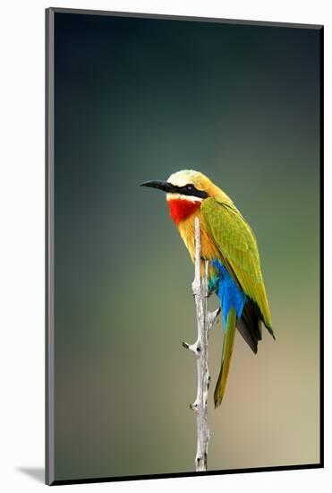 Whitefronted Bee-Eater (Merops Bullockoides) Kruger National Park (South Africa)-Johan Swanepoel-Mounted Photographic Print