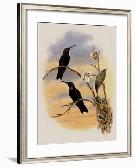 Whitely's Hummingbird, Ionol?ma Whitelyana-John Gould-Framed Giclee Print