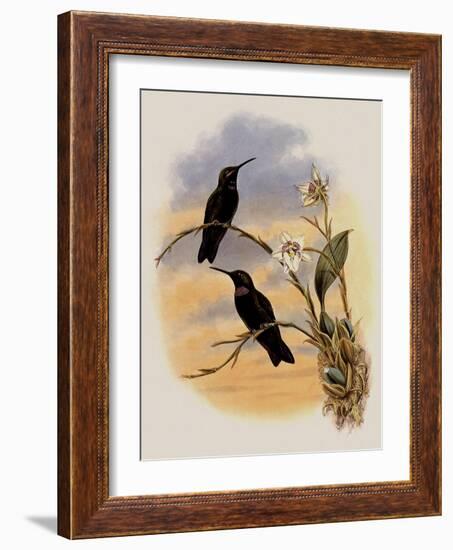 Whitely's Hummingbird, Ionol?ma Whitelyana-John Gould-Framed Giclee Print