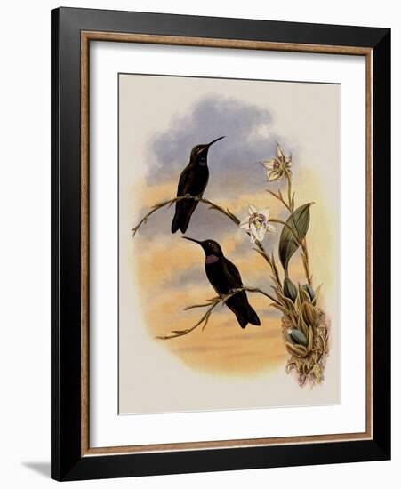 Whitely's Hummingbird, Ionol?ma Whitelyana-John Gould-Framed Giclee Print