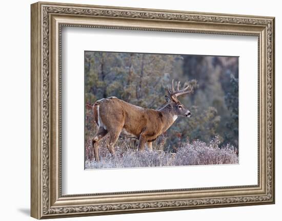 Whitetail Buck Deer Stag-null-Framed Art Print