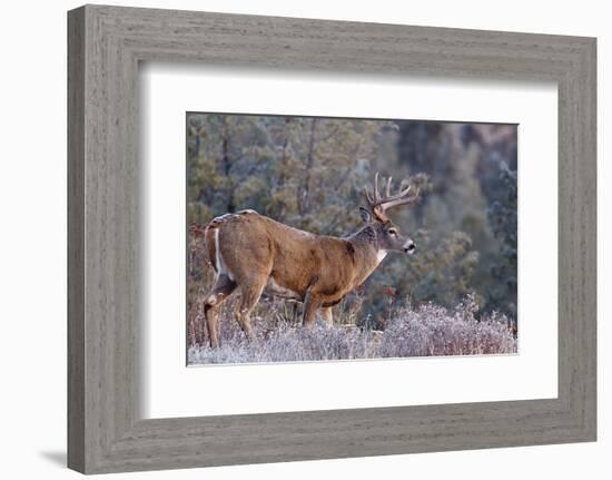 Whitetail Buck Deer Stag-null-Framed Art Print