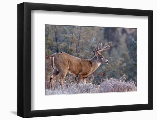 Whitetail Buck Deer Stag--Framed Art Print