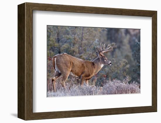 Whitetail Buck Deer Stag-null-Framed Art Print