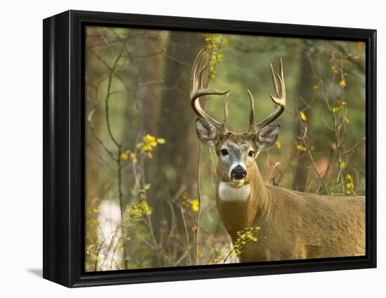 Whitetail Deer Buck in Whitefish, Montana, Usa-Chuck Haney-Framed Premier Image Canvas