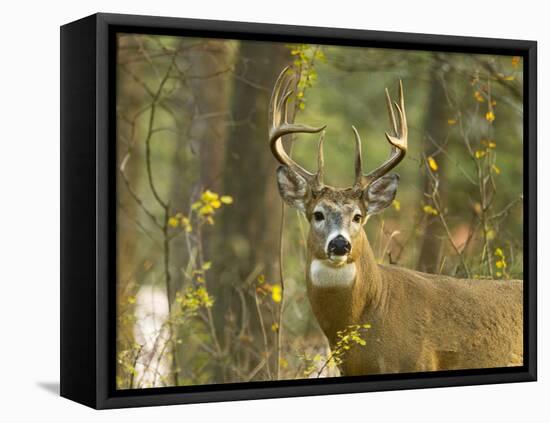 Whitetail Deer Buck in Whitefish, Montana, Usa-Chuck Haney-Framed Premier Image Canvas